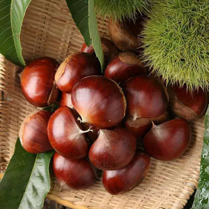 Marrons frais chinois de qualité supérieure, marrons sucrés bruts de plusieurs tailles pour la vente en gros - Product Image 4