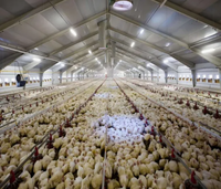Structure de construction en acier QCF225 à faible coût et respectueuse de l'environnement pour ferme avicole et bâtiment d'élevage