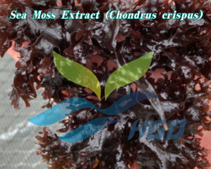 Extrait de mousse marine pure naturelle (Chondrus crispus) de qualité alimentaire, fourni directement par l'usine HGO, rapports d'extraction 5:1, 10:1, 20:1 - Product Image 2