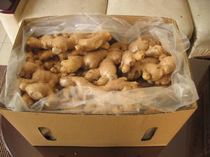 Extrait de poudre de gingembre de haute qualité du Vietnam – Qualité supérieure, norme d'exportation - Product Image 5