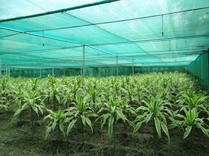 Shade nursery net Grass <b>Green</b> Agricultural <b>Netting</b> for Greenhouse Protection and Plant Covering - Product Image 4