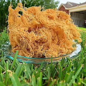 TOP GROS GOLD SEA MOSS de l'USINE DU VIETNAM-Haute qualité, Wildcrafted séché au soleil, naturel et prix compétitif