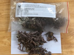 สาหร่ายทะเลยูเชียมา คอตตอนนี แห้งเกรดพรีเมียม ขายส่งจากเวียดนาม |   OEM และการจัดหาสินค้าจำนวนมาก |   คุณภาพส่งออก - Product Image 1