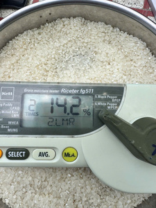 Exportateur en gros de riz japonica Tien Giang du Vietnam, proposant un riz à grains courts de qualité supérieure, excellente qualité de cuisson, durée de conservation de 24 mois - Product Image 2