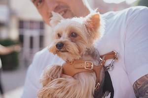 สายจูงสุนัขหนังแท้ชุดปลอกคอและสายจูงสุนัขหนังวัวเดินฝึกสุนัขแข็งแรงทนทาน - Product Image 4