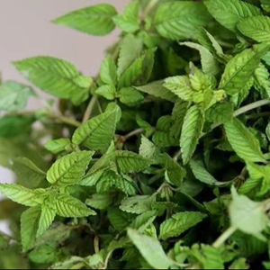 Gelée de Herbe Séchée Naturelle VietDelta pour Desserts, Soupes Sucrées, Rafraîchissante, Riche en Fibres, Faible en Calories, Export en Gros - Product Image 1
