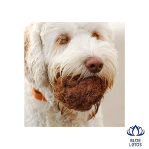 Jouet à mâcher pour chiots, en boule de coco naturelle écologique, bleu lotus, best-seller, non toxique, durable, pour l'intérieur, pour nettoyer les dents - Product Image 1
