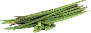 Tiges de Moringa Fraîches – Qualité Supérieure, Vente en Gros, Exportation, Moringa Biologique, Fraîcheur de la Ferme, Approvisionnement en Vrac des Tiges de Moringa d'Inde - Product Image 6