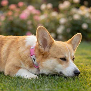 <span class=keywords><strong>Collar</strong></span> para Perro Petkaa <span class=keywords><strong>2026</strong></span> con Correa Personalizada y Hebilla Colorida, Accesorios de Moda para Mascotas con Logotipo de PVC, Diseño Personalizado Popular - Product Image 6