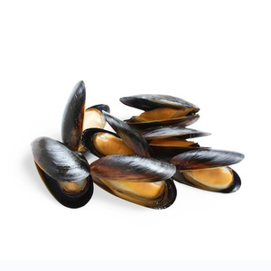 Top Quality Frozen Shellfish Mussels for sale - Product Image 6