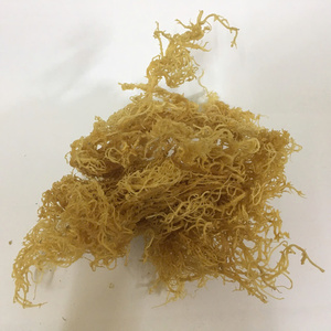 Super comida-Musgo de mar seco-Oro crudo, musgo de mar púrpura-100% Musgo de Mar Irlandés de Vietnam / Lima - Product Image 6