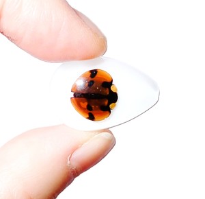 Cabochon Six Star Ladybird Beetle Pear Shape cut <b>top</b> 25x17 mm White Flat Bottom for Crafts and Jewelry Making - Product Image 3