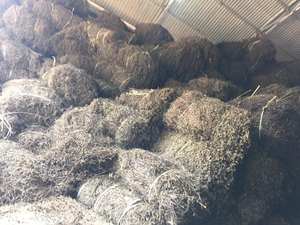 ใบเจลลี่หญ้าดำแห้ง เมโซนา ไชนีนซิส จำหน่ายส่ง สำหรับอุตสาหกรรมเครื่องดื่ม มีเจลาตินสูง สมุนไพรธรรมชาติ - Product Image 3