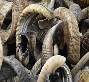 Cuerno de Shofar Natural de calidad superior a la venta Medio acabado Polaco Mezcla de colores Tamaño Accesorios de vacaciones Judías - Product Image 5