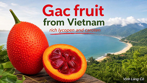 Pulpe de Gac séchée et congelée du Vietnam, riche en lycopène naturel, matière première pour extraction, vente en gros - Product Image 2