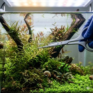 Ciseaux aquatiques de 6,5 pouces en acier inoxydable, outil d'aquascaping pour aquarium, OEM - Product Image 1