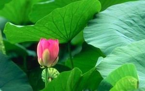 High Quality Dried Lotus <b>Leaves</b> – Natural Dried / Fresh <b>Leaf</b> // Mr.Tom - Product Image 4
