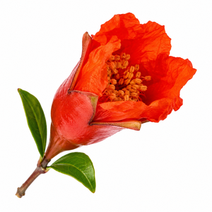 Capullos de flor de granada naturales con formas distintivas y elegancia natural, perfectos para decoraciones rústicas de temporada. - Product Image 1