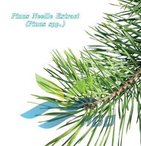 Suministro Directo de Fábrica HGO de Extracto Puro y Natural de Agujas de Pino (Pinus spp.) Extracto con Especificación de Grado Alimenticio en Proporción 10:1 - Product Image 3