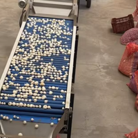 Automatische rollenbaan voor sortering en inspectie, roestvrijstalen sorteerapparatuur voor groenteverwerkingsmachines