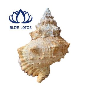 เปลือกหอยปูเสฉวนคุณภาพสูง เป็นมิตรกับสิ่งแวดล้อม สีเหลือง ขาว เขียว เงิน สำหรับขายส่ง ตกแต่งห้อง ขายส่งจากเวียดนาม - Product Image 1