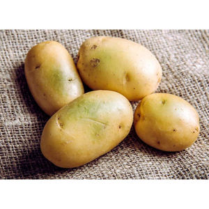 Fournisseur en gros de pommes de terre fraîches et de légumes frais pour les supermarchés et les magasins de détail - Product Image 5