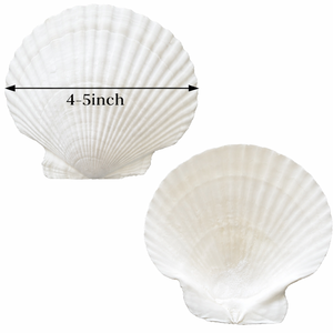 Coquille Saint-Jacques/Coquille de mer pour artisanat et décoration intérieure en provenance du Vietnam au meilleur prix Mme ALINA - Product Image 6