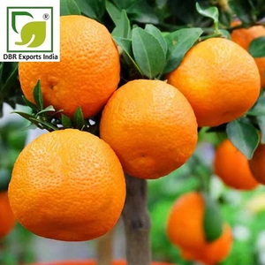 Natural Mandarin <b>Essential</b> <b>Oil</b> Exporter from India for Personal Care Cosmetic and Fragrance Products - Product Image 3