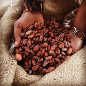 Granos de Cacao Frescos con Rico Aroma, Granos de Cacao a Granel Ideales para la Elaboración de Chocolate y el Procesamiento de Alimentos - Product Image 1