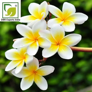 Frangipani Oil # 1 for Cosmetic Personal Care Aromatherapy and Luxury Fragrance Applications - Product Image 3
