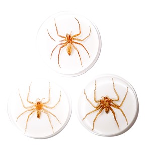 Araña Fantasma, Espécimen Real, Cabujón de Plástico Redondo de 38.5x38.5 mm, Base Plana Blanca para Manualidades y Joyería - Product Image 2