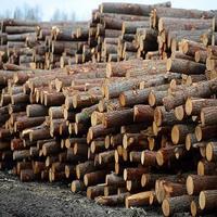 Bûches de bois d'ébène / bois de teck - Bûches rondes de 500-600 mm à vendre