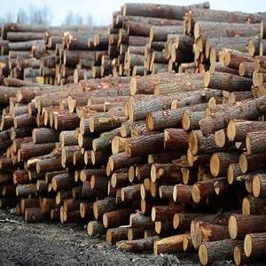 Bûches de bois d'ébène / bois de teck - Bûches rondes de 500-600 mm à vendre - Product Image 2