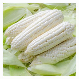 Maíz Blanco Orgánico de Primera Calidad, Altamente Nutritivo, al por Mayor - Product Image 2