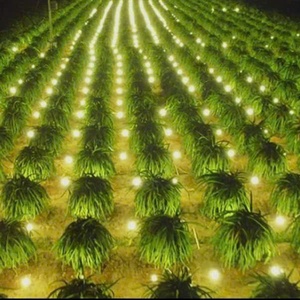 Fresh Standard Refreshing Taste VIETFAP White Dragon <strong>Fruit</strong> 100% Natural From Binh Thuan Vietnam - Product Image 2