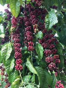 Nouvelle récolte de grains de café vert Arabica vietnamien de haute qualité provenant des régions des hauts plateaux du centre Sac emballé à bon prix de marque HANCOFEE - Product Image 5