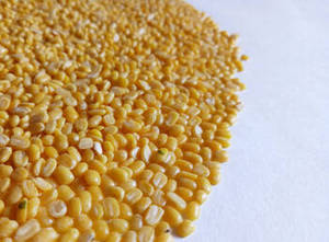 Nueva Temporada de Moong Dal Amarillo Indio, Grado Superior, 100% Puro y Seco, con 24 Meses de Vida Útil, para Importadores Globales de Alimentos - Product Image 5