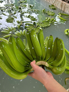 Fresh <b>Green</b> Cavendish Banana from Vietnam – Ideal Ripening for International Markets - Product Image 6