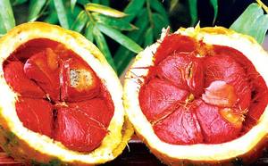 Exportación de frutas de Vietnam Gac/venta al por mayor frescas, congeladas y en polvo - Product Image 3