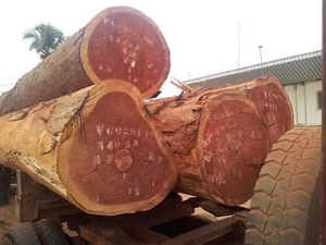 Troncos de Madera Cruda de Primera Calidad para Exportación, para Aplicaciones de Calefacción con Biomasa y Servicios de Empaquetado a Granel Confiables - Product Image 3