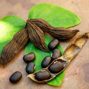 Suministro de Fábrica: Semilla de Mucuna Orgánica, Materia Prima Herbal para Productos Nutracéuticos, Venta al Por Mayor OEM - Product Image 3