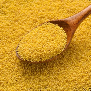 Good Quality Factory Wholesale Organic Fresh Yellow Glutinous Corn <b>Millet</b> TZ453G Brand - Product Image 2