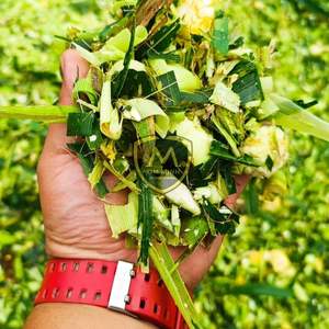 Silage de maïs d'origine vietnamienne de haute qualité, peau d'ananas pour l'alimentation du bétail, emballage en sac jumbo, durée de conservation de 12 mois, vente en gros - Product Image 1