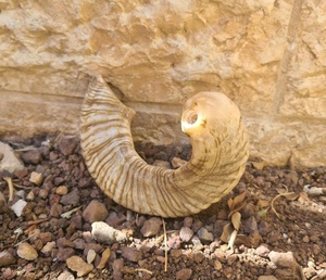Cuerno de Carnero Kosher, Semipulido, Shofar |   Auténtico Cuerno de Shofar de Israel |   Corneta Judía, Chofar Original de Israel. - Product Image 4