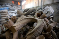 Cornes de mouton 100% de haute qualité, cornes de Shofar finies naturellement à des prix avantageux par une entreprise de fabrication indienne