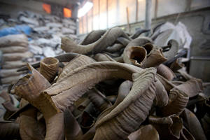 100% Cornes de mouton de haute qualité Cornes de shofar naturelles finies à bas prix par la société de fabrication indienne M R S EXPORTATIONS - Product Image 4