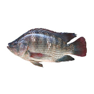 Filete de tilapia, precio al por mayor, filete congelado de 5-7 onzas de pescado tilapia - Product Image 2