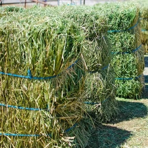 Semillas de Alfalfa de Alta Calidad a Precio de Fábrica Directo para Caballos, Ganado, Cerdos, Peces, Perros, Pollos - Bolsa de 25 kg, Venta al por Mayor, Grado Alimenticio - Product Image 4