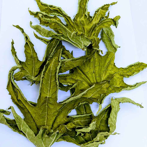 Feuilles de ricin en gros, feuilles de ricin séchées, feuilles de ricin violettes séchées, meilleur prix ANGLE - Product Image 3
