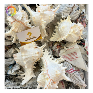 Natürliche Königinnen-Muschelschale, Rohe Meeresmuschel, Heimdekoration, Kunstobjekt, CONCH SHELL ROSE MUREX SHELL und RAMOSUS MURES - Product Image 6